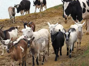 If You Had Fifteen Cows And Five Goats What Would You Have?