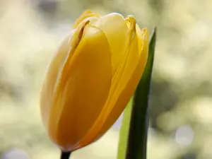 What Do You Call It When Spring Gets Sad?